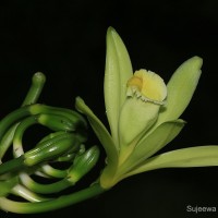 Vanilla planifolia Andrews